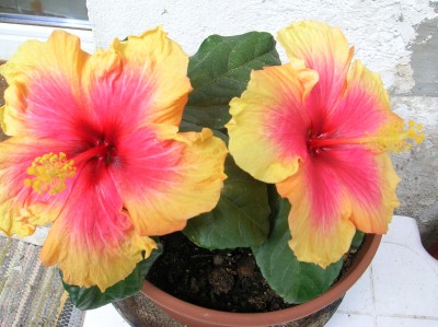 DSCN0754.JPG