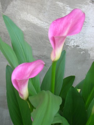 DSCN1145.JPG