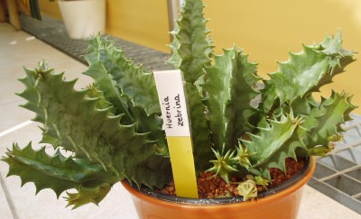 Huernia 1.JPG