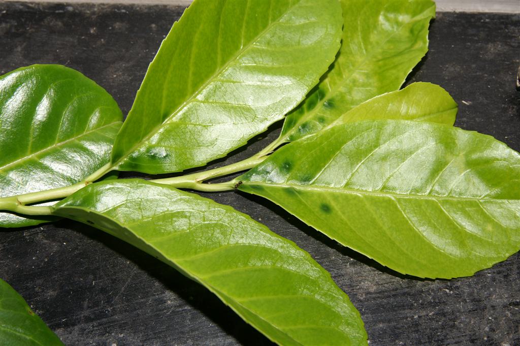 philodendron white princess xxl Philodendron 'White Princess' – Carnivero