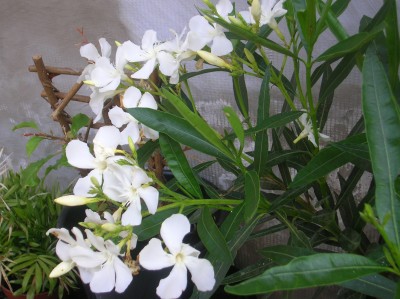 DSCN1143.JPG