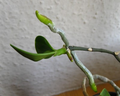 phalaenopsis.jpg