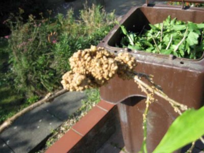 K640_IMG_1700.JPG