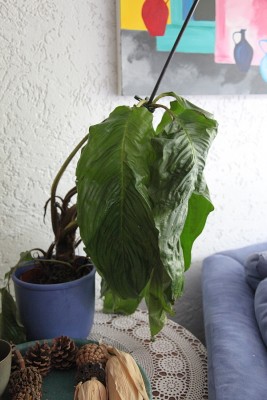 tacca chantieri.JPG