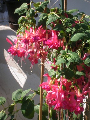 DSCN1146.JPG