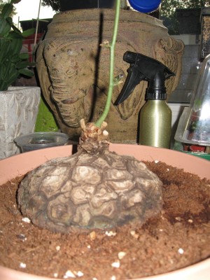 Dioscorea macrostachya 1.jpg