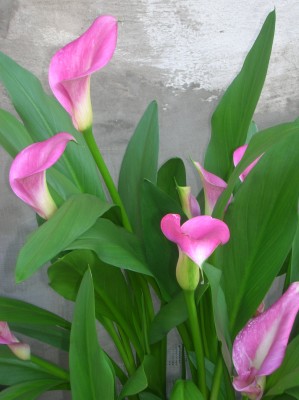 DSCN1144.JPG