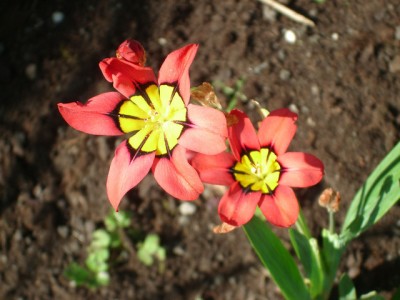 blume1.jpg