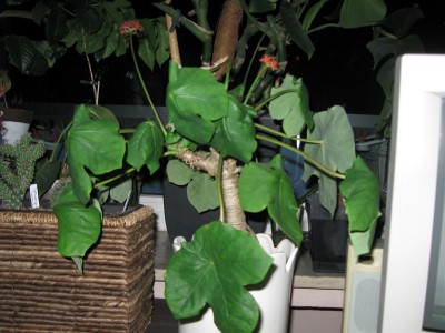 Jatropha podagrica.jpg