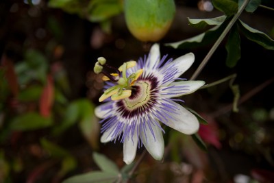 blüte (1 von 1).jpg