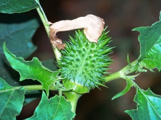 100_0713.JPG