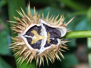 100_0709.JPG
