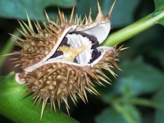 100_0708.JPG