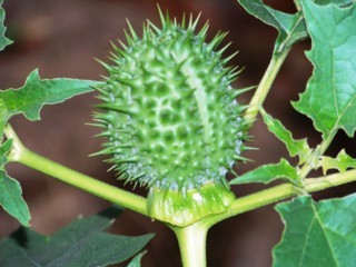 100_0707.JPG
