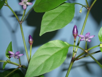 Klein Bolivian Rainbow Frucht  3.jpg