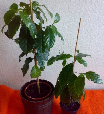2009 Kaffee41.jpg