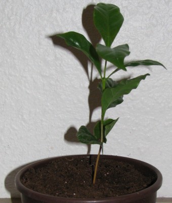 2009 Kaffee15.JPG