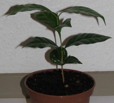 2009 Kaffee11.JPG
