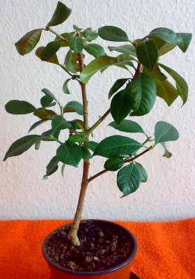 2009 Gardenie31.jpg
