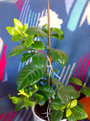 2009 Gardenie20.jpg