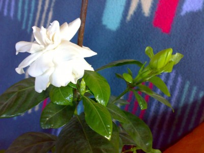 2009 Gardenie17.jpg
