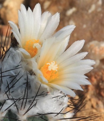 Makro Turbinicarpus.jpg