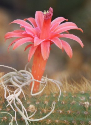 Cleistocactus spec. Blüte.jpg