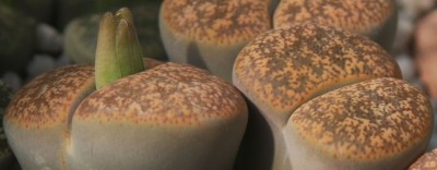Makro Lithops.jpg