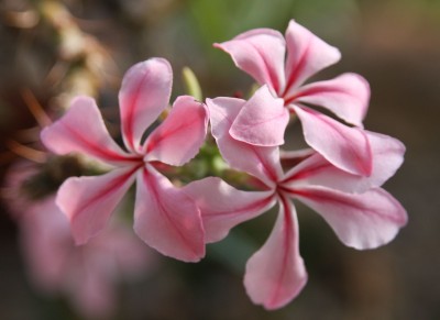 Pachypodium succulentum.jpg