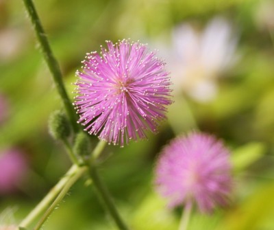 Makro Mimose.jpg