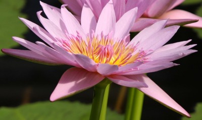 Makro Seerose rosa.jpg