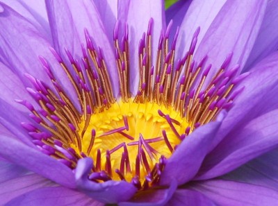 Makro Seerose lila.jpg