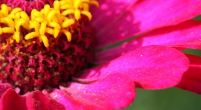 Unbekannte Blüte 2.jpg