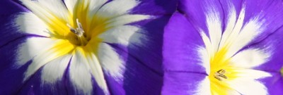 Unbekannte Blüten 1.jpg