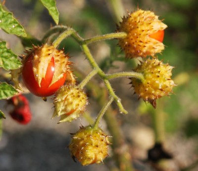 Makro Beeren 1.jpg