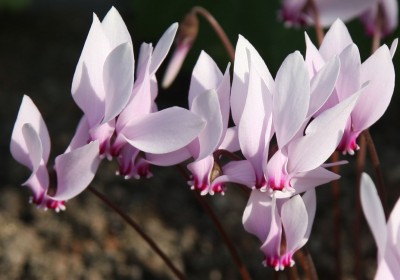 Makro Alpenveilchen.jpg