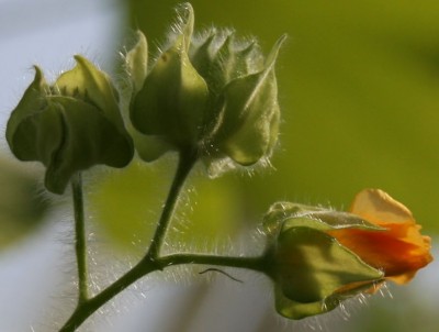 Makro Abutilion Blüte.jpg