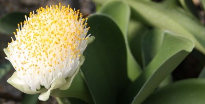 Makro unbekannte Sukkulentenblüte.jpg