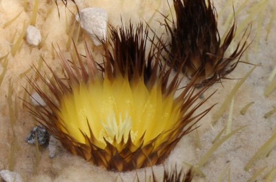Makro Echinocactus grusonii Blüte.jpg