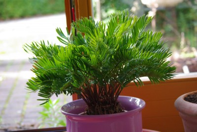 Welche Palme? · Pflanzenbestimmung & Pflanzensuche · GREEN24