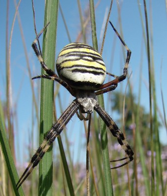 26.09.2009 die schöne.jpg