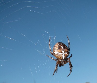 26.09.2009 die geduldige.jpg