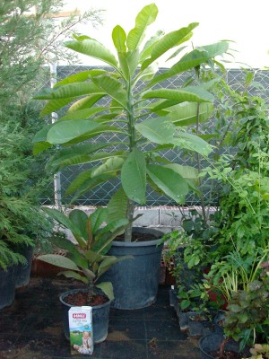 plumerias.JPG