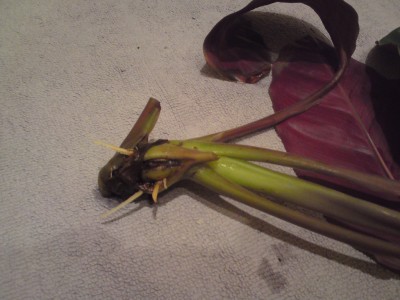 bewurzelt1.jpg