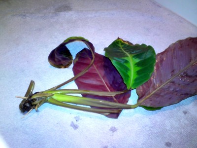bewurzelt.jpg