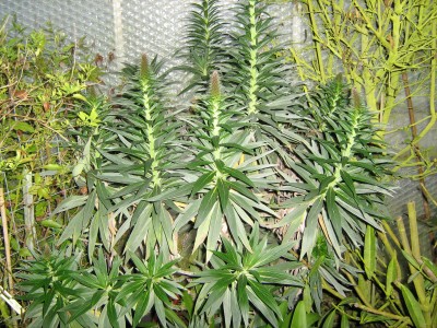 Echium Mutterpflanze.jpg