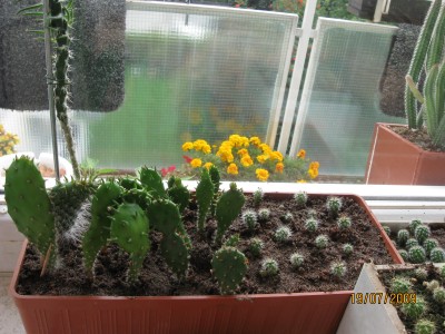Green2009_2681.jpg