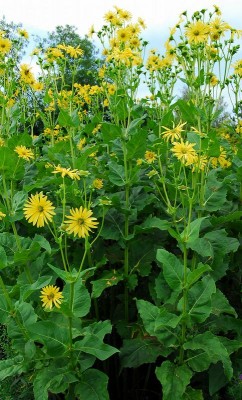Becherpflanze-Silphium-perfoliatum.jpg