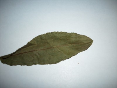 Wiese(1b)a.JPG