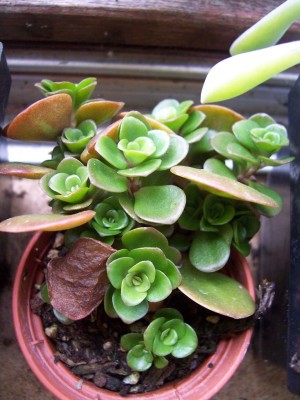 100_5453.JPG
